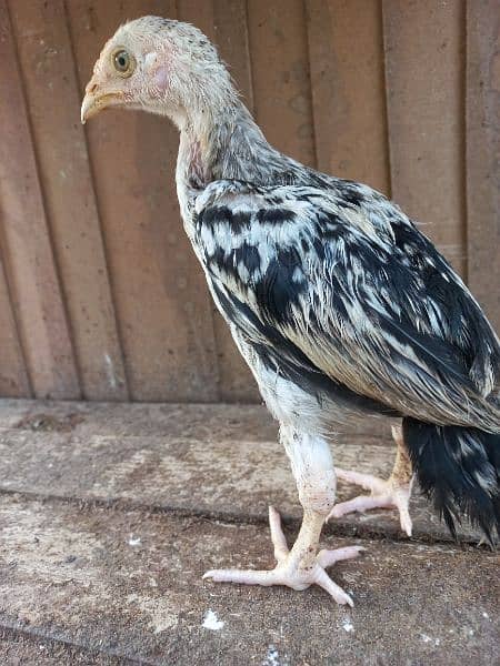 I am selling my aseel java chicks 7