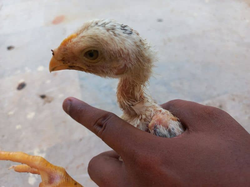 I am selling my aseel java chicks 8