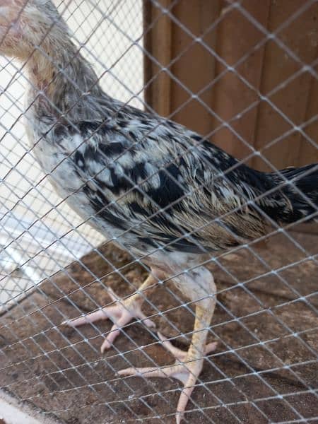 I am selling my aseel java chicks 10