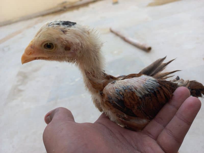 I am selling my aseel java chicks 11