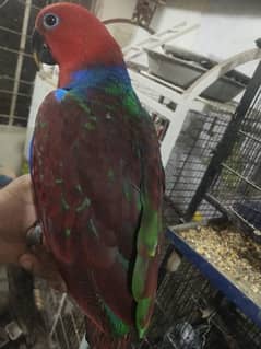 Eclectus female and African Grey