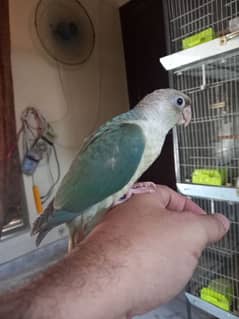 hand tammed blue conure parrot