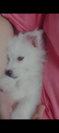 selling my spitz pup