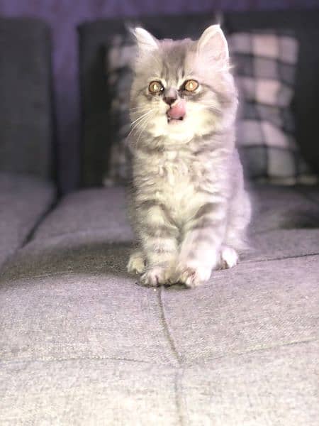 Male Kitten 3