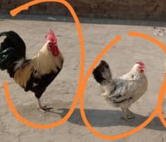 Rooster and Hen for Sale