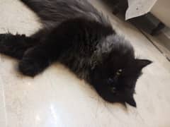 age:9 months Persian black and Smokey male