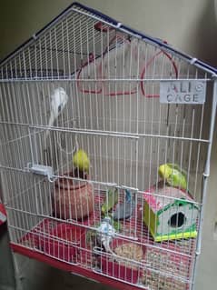 6 budgies for sale