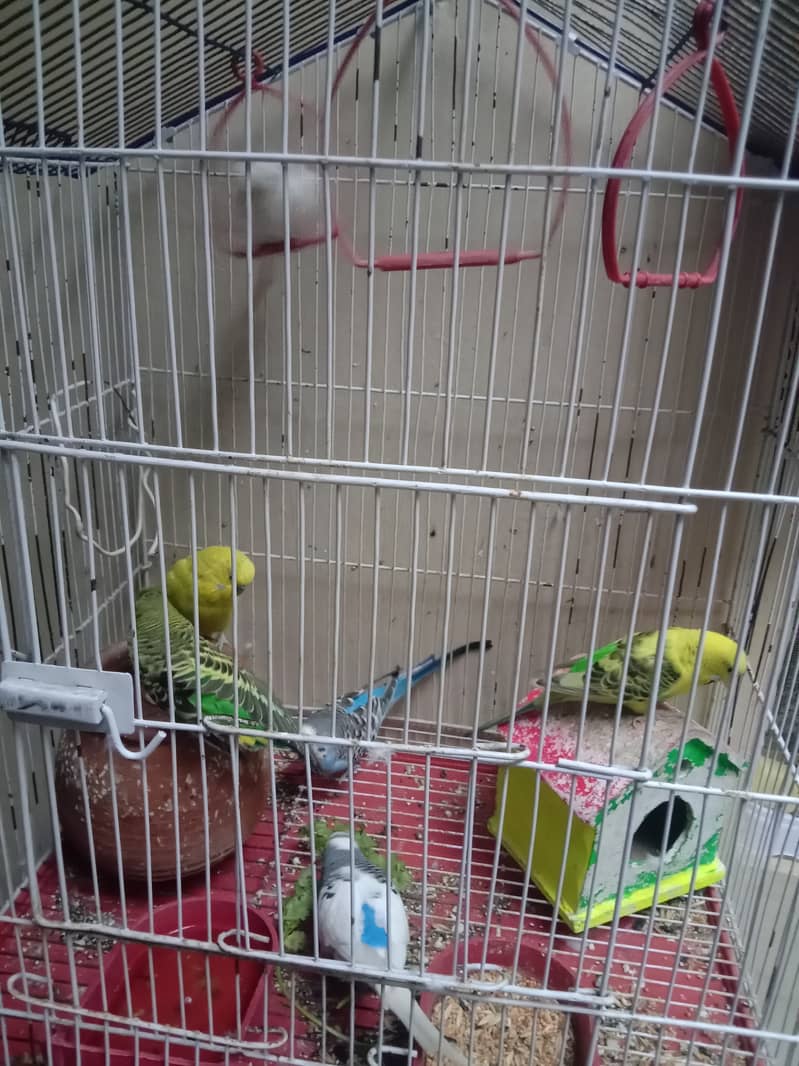 6 budgies for sale 1
