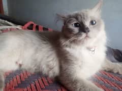 Persian Doll Face Female Cat