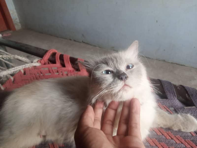 Persian Doll Face Female Cat 1