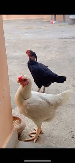 kandhari aseel chicks