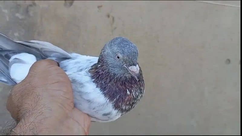 Mix high quality k desi high flyer pigeon 8