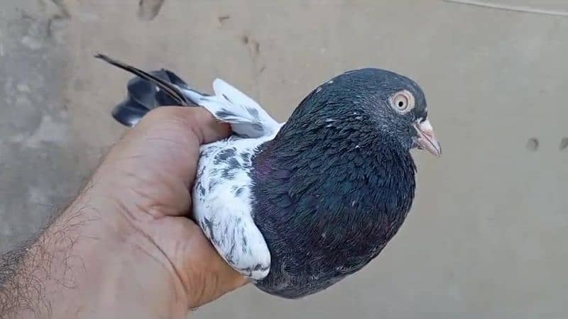 Mix high quality k desi high flyer pigeon 9