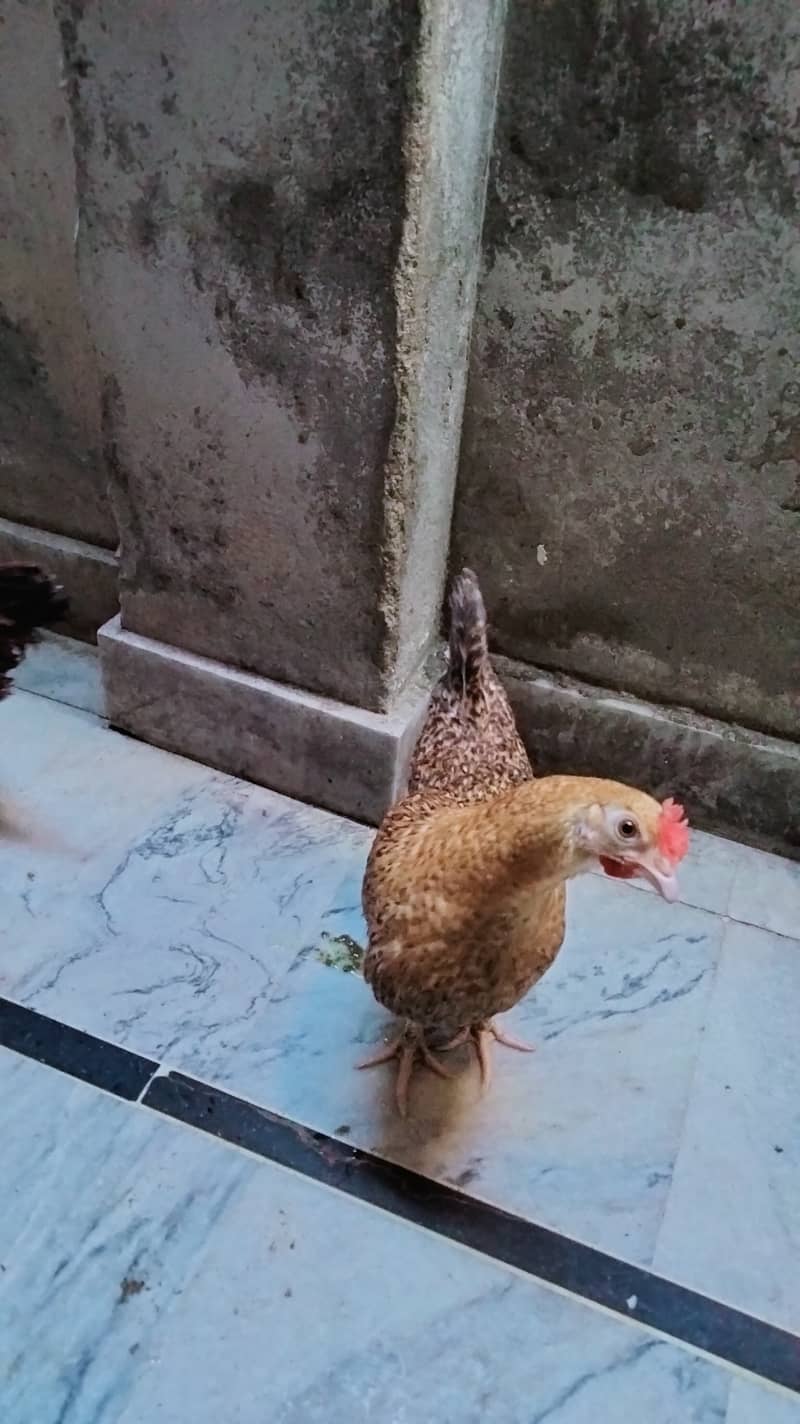 Misri hens for sale 0