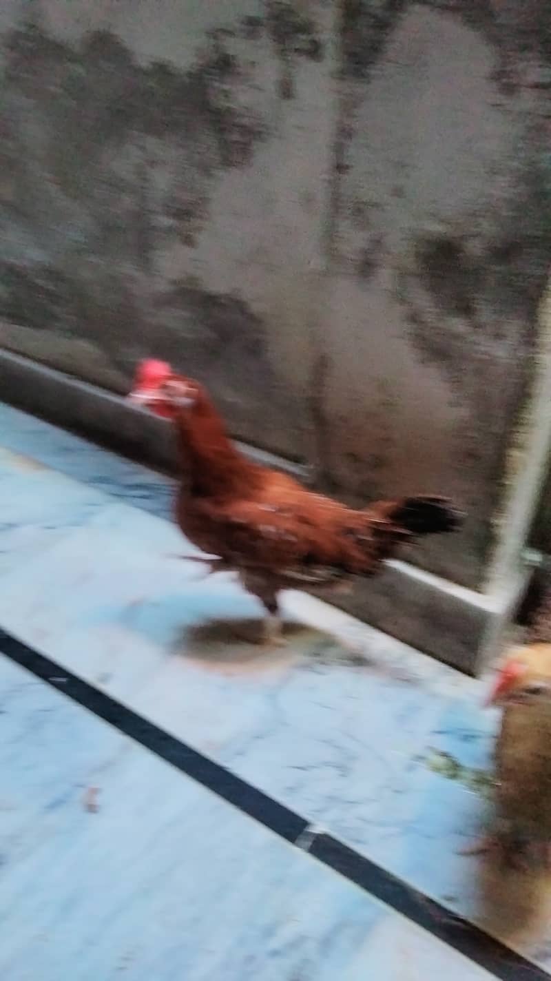 Misri hens for sale 1