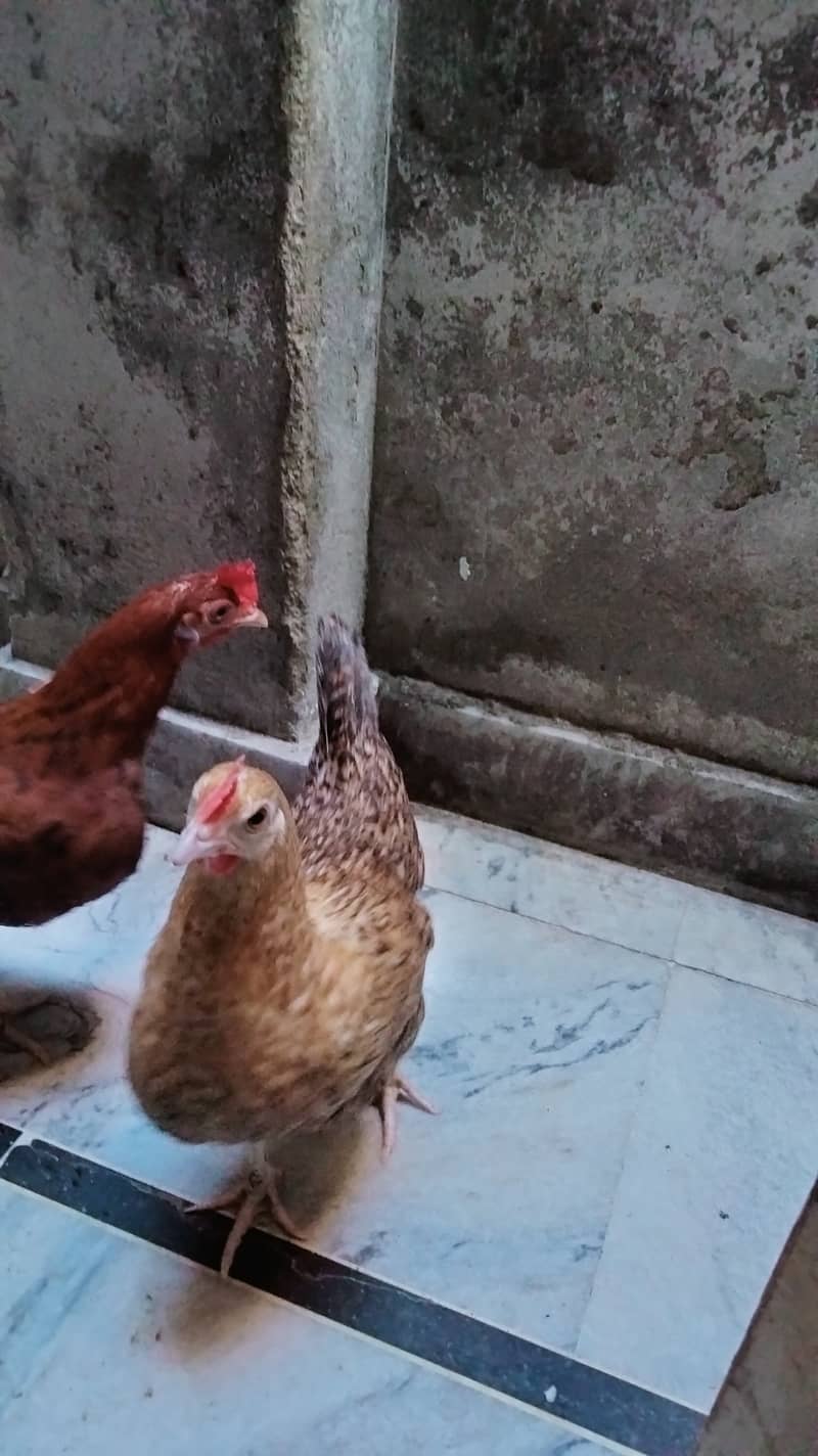 Misri hens for sale 2