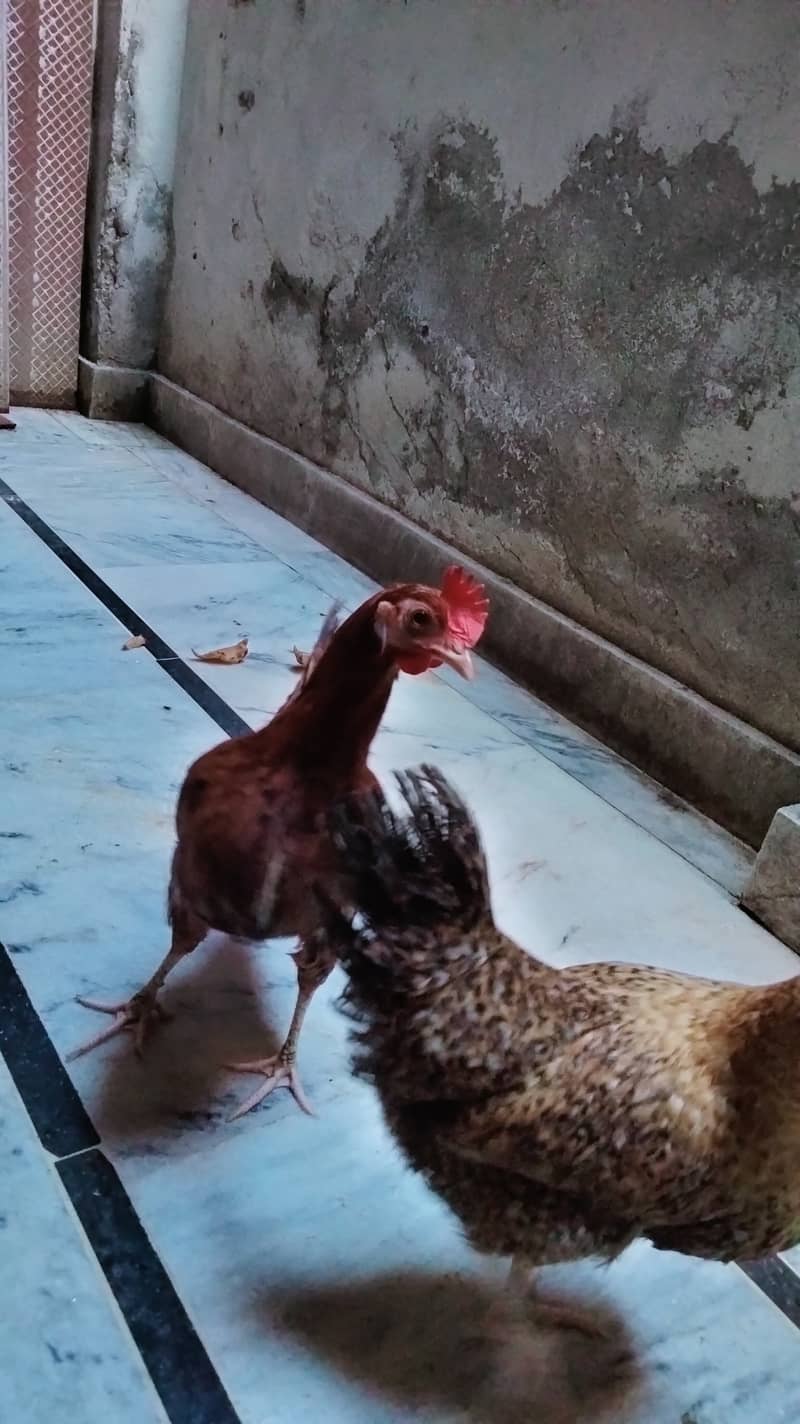 Misri hens for sale 3