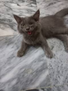 male cat for sale