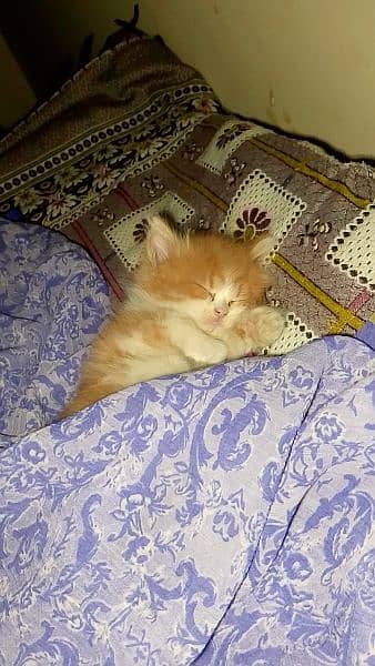 Persian cat for sale semi punched face 4