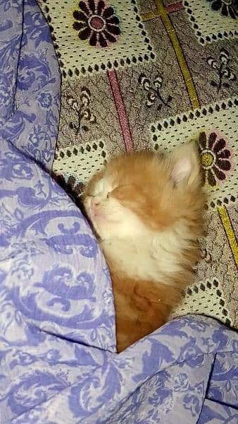 Persian cat for sale semi punched face 5