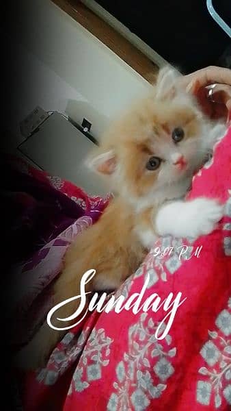 Persian cat for sale semi punched face 6