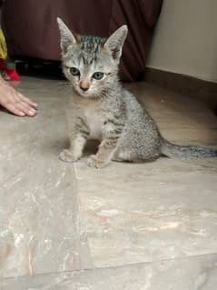 baby Persian cat