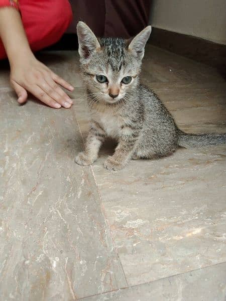 baby Persian cat 1