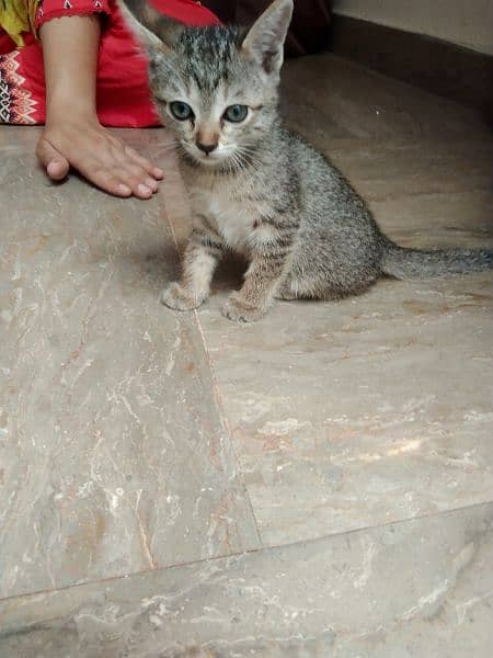 baby Persian cat 2