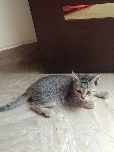 baby Persian cat 3