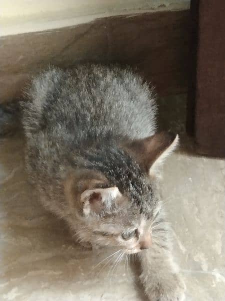 baby Persian cat 4