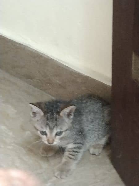 baby Persian cat 5