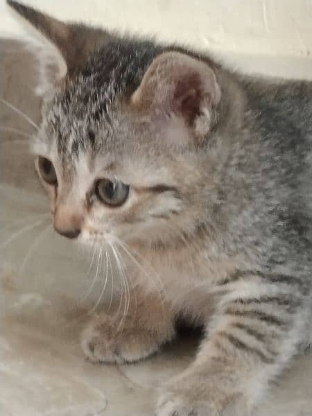 baby Persian cat 6