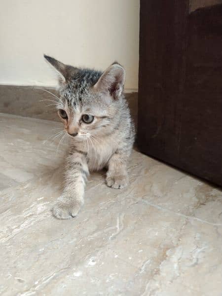 baby Persian cat 7