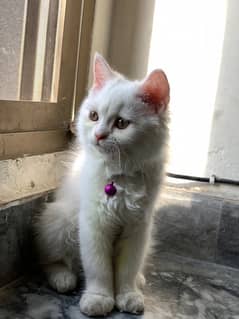 persian cat female 3 month age