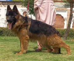 top quality gsd long coat black mass male 14 month age for sale