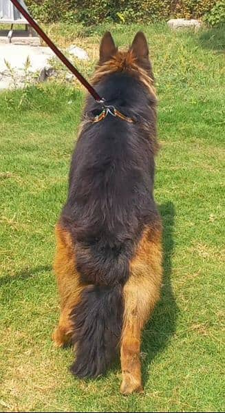 top quality gsd long coat black mass male 14 month age for sale 1