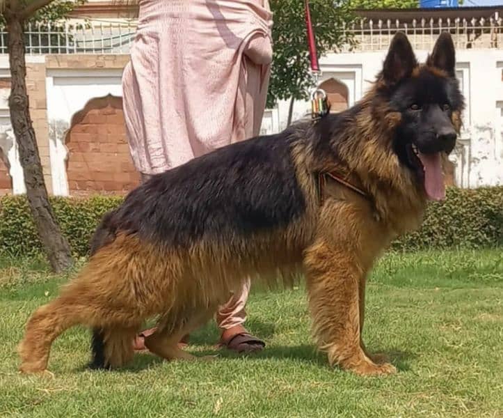 top quality gsd long coat black mass male 14 month age for sale 2