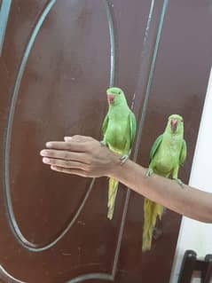 hand tam baby ringneck parrot