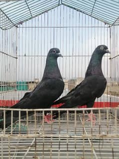 black breeder pair