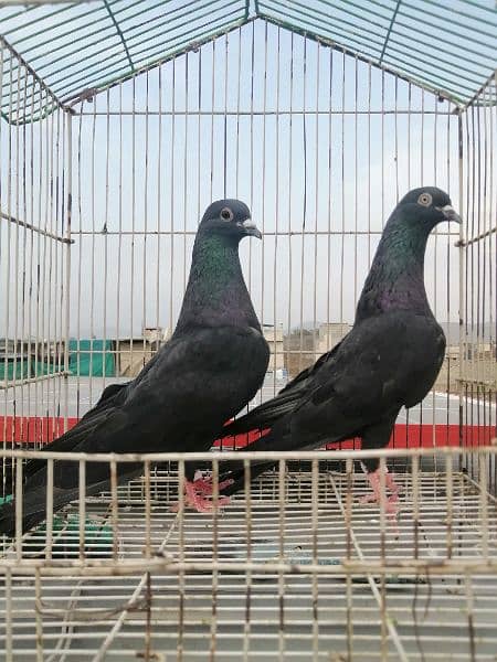 black breeder pair 0