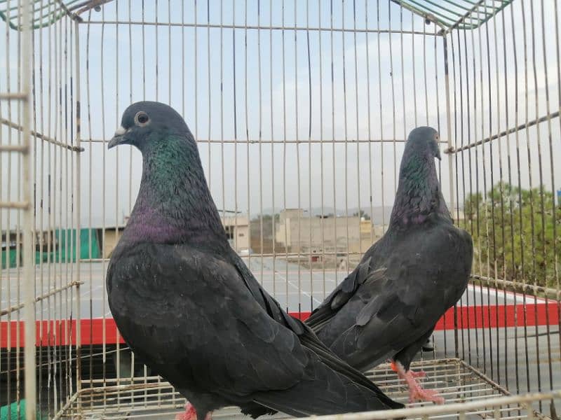 black breeder pair 4