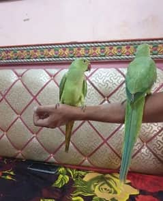 hand tam ringneck pair parrot