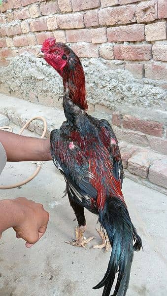 Rooster lover 10