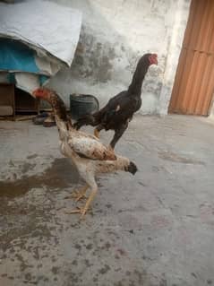 aseel madi with chick and OH shamo pair
