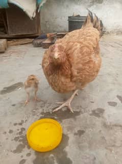 aseel madi with chick