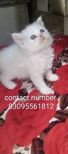 punch face kittens available for sale call 03095561812 0