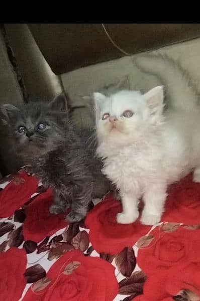 punch face kittens available for sale call 03095561812 1