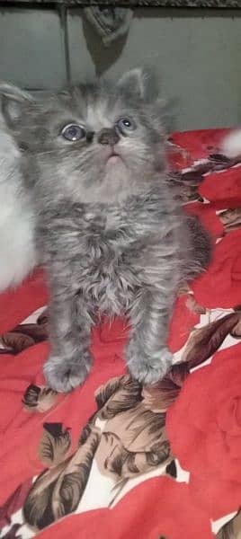 punch face kittens available for sale call 03095561812 2
