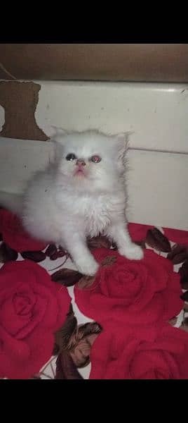 punch face kittens available for sale call 03095561812 3