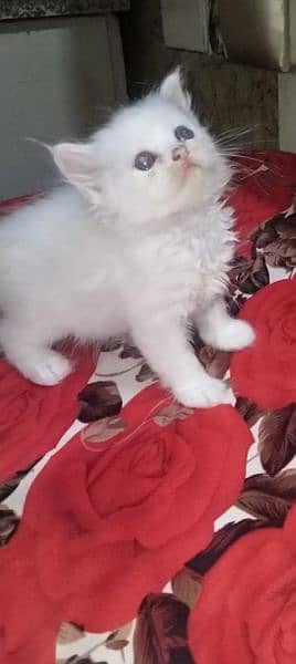 punch face kittens available for sale call 03095561812 6